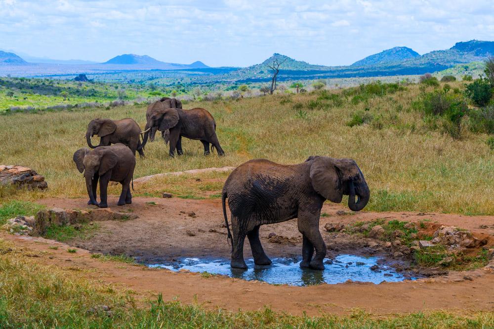 Ngulia Safari Lodge Tsavo Bagian luar foto